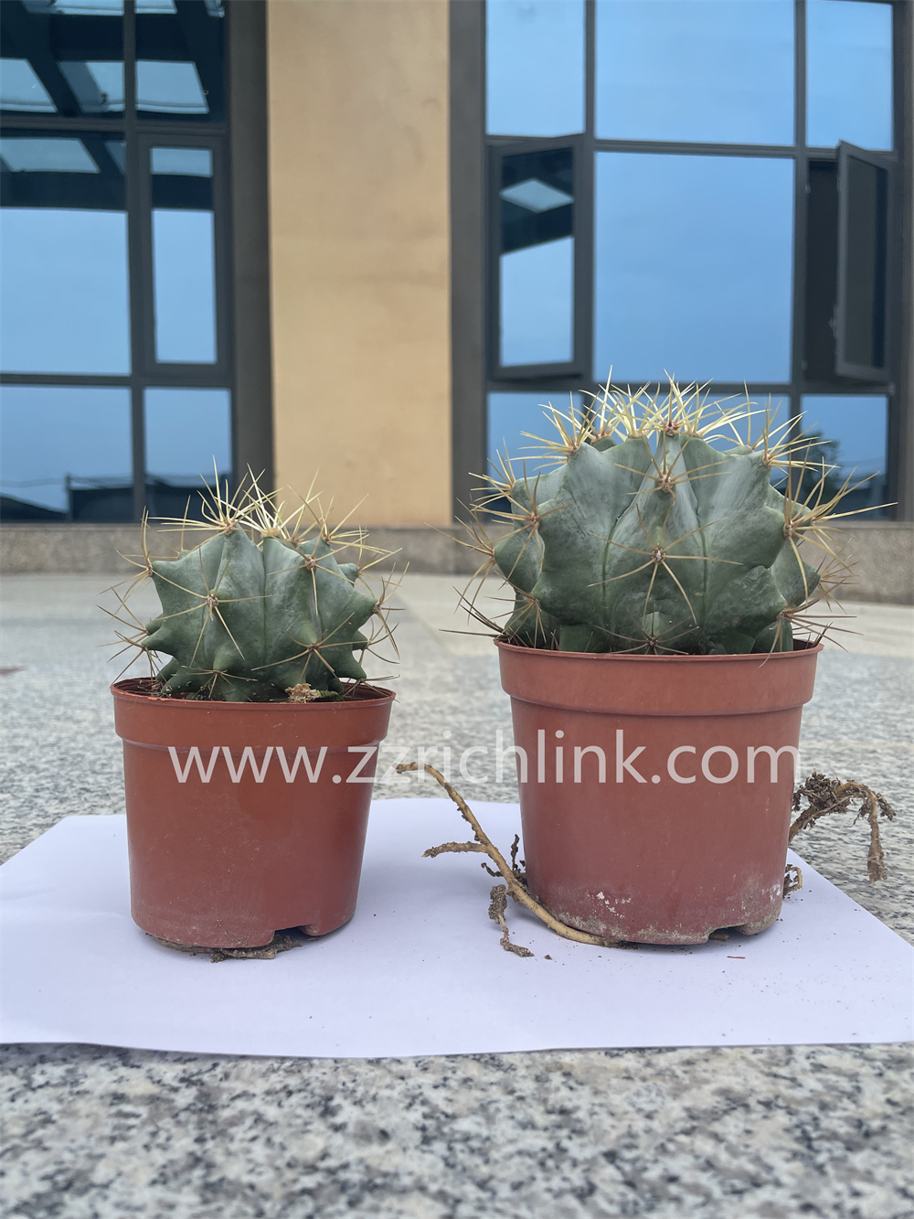 Ferocactus glaucescens