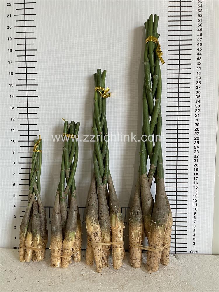 Twisted pachira, Bare root