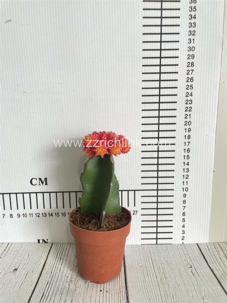 Gymnocalycium Mihanovichii Var.Friedrichii