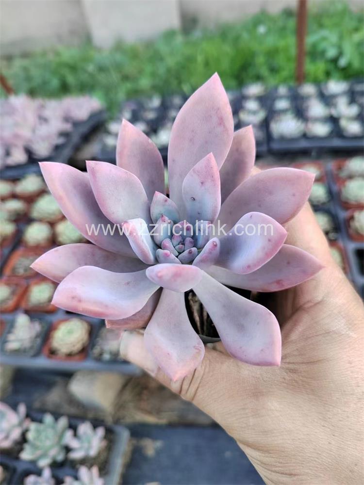 Succulent Plants