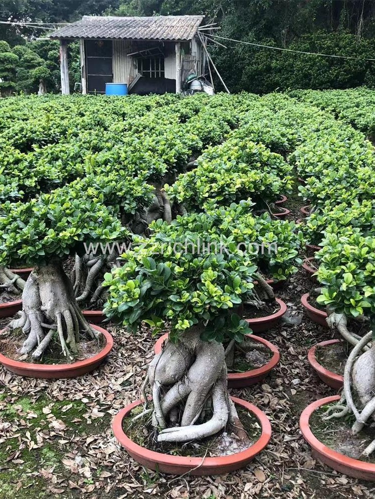 Ficus design bonsai-2