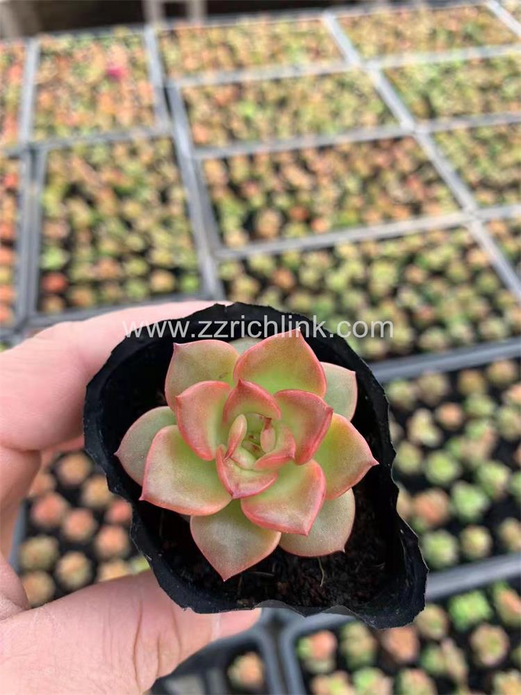 Echeveria nuda