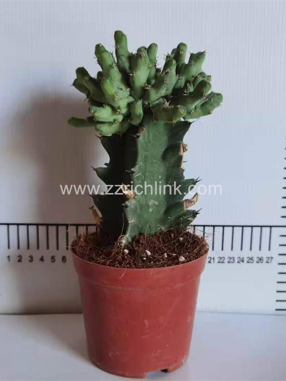 Euphorbia Clivicola