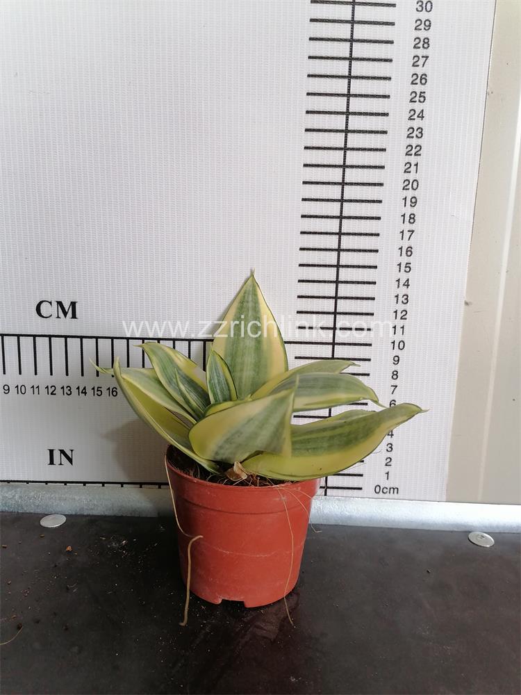 Sansevieria Trifasciata Cv.'Golden Hahnii'
