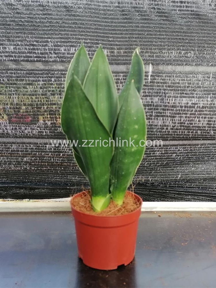 Sansevieria Trifasciata 'Black Jade'