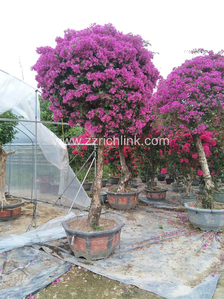 Bougainvillea Glabra
