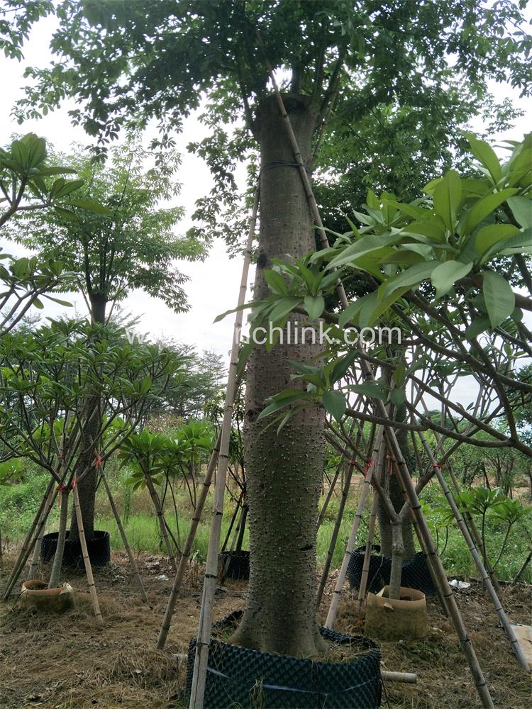 Ceiba Speciosa
