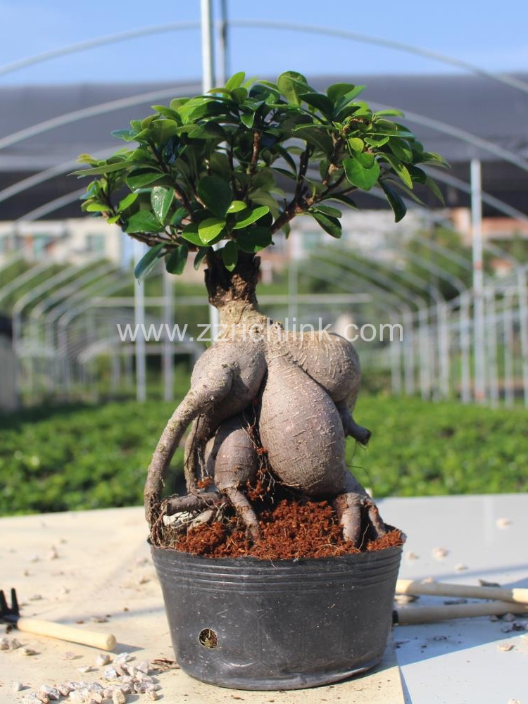 Ficus Microcarpa 1000g