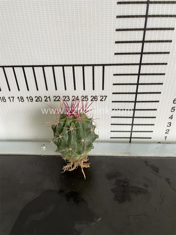 Ferocactus Pilosus