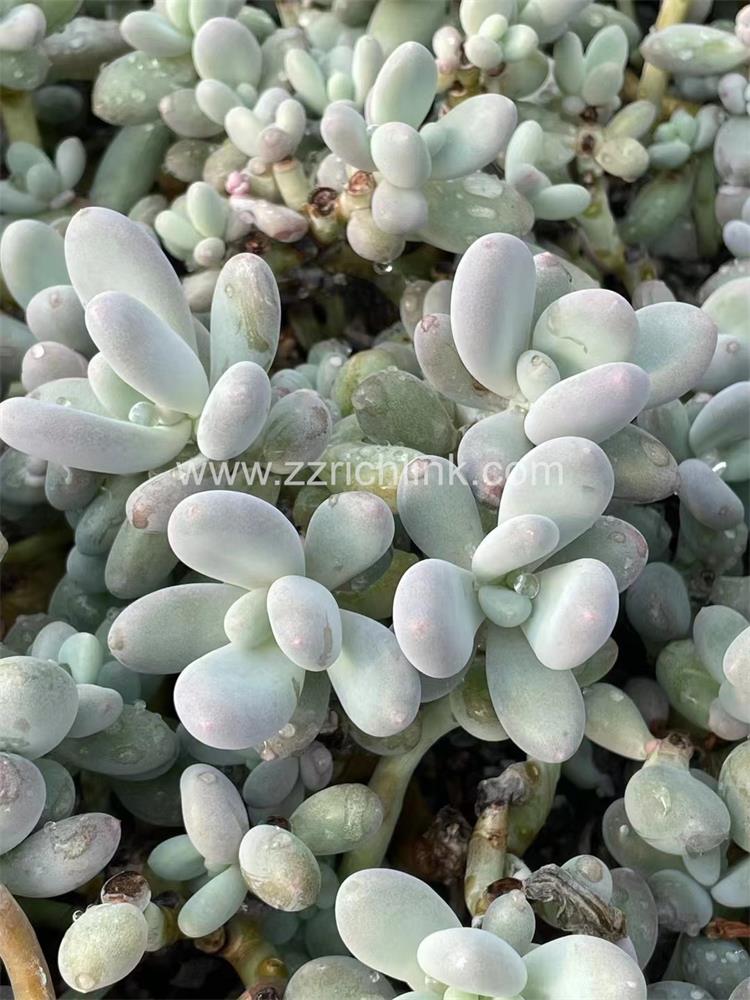 Succulent Plants