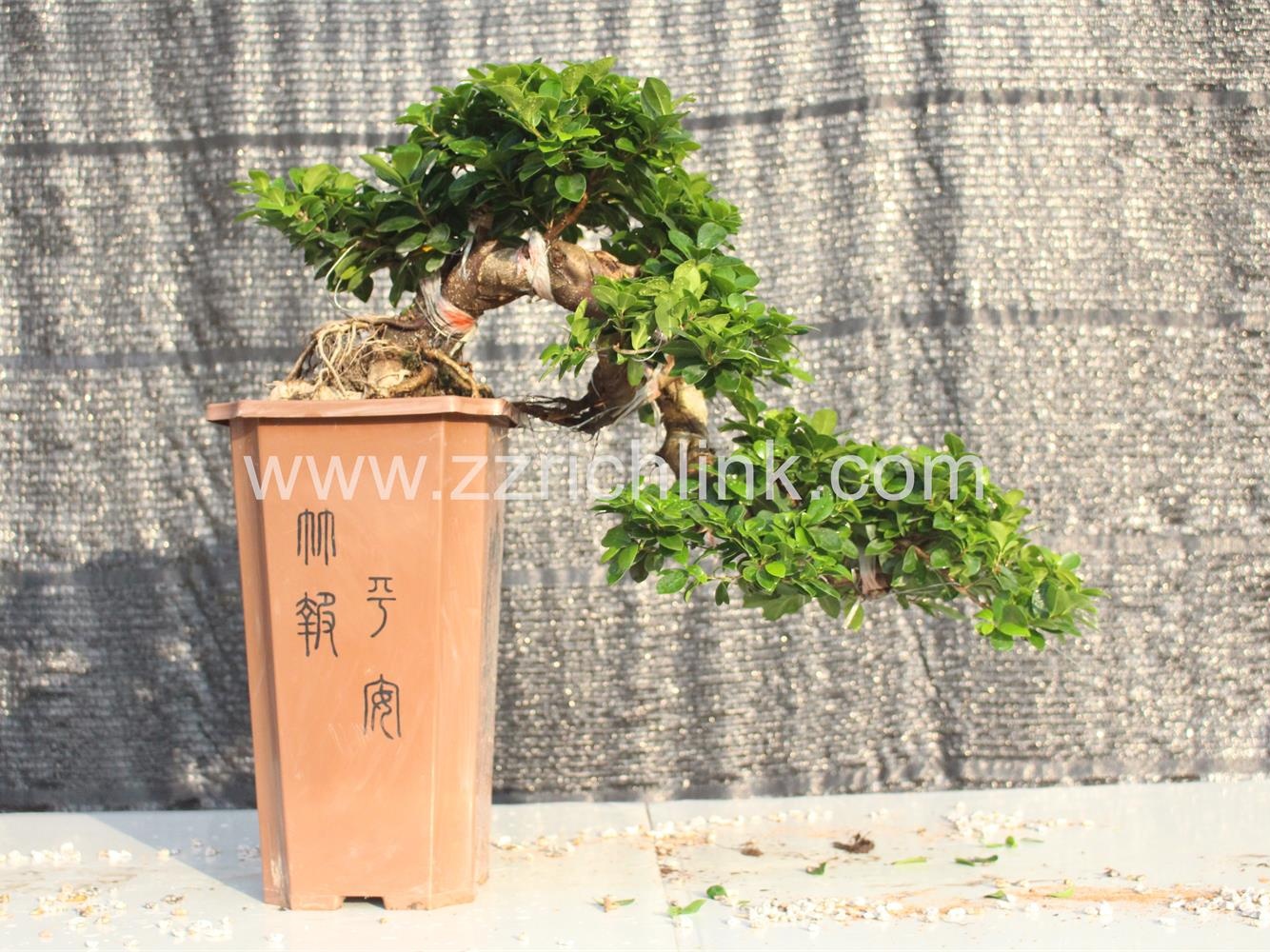 Ficus Microcarpa, Waterfall Shape,H75-80cm