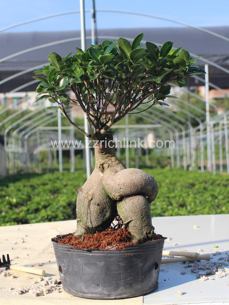 Ficus Microcarpa 1500g