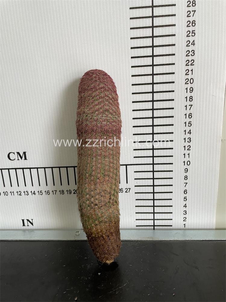 Echinocereus rigidissimus ssp. rubispinus