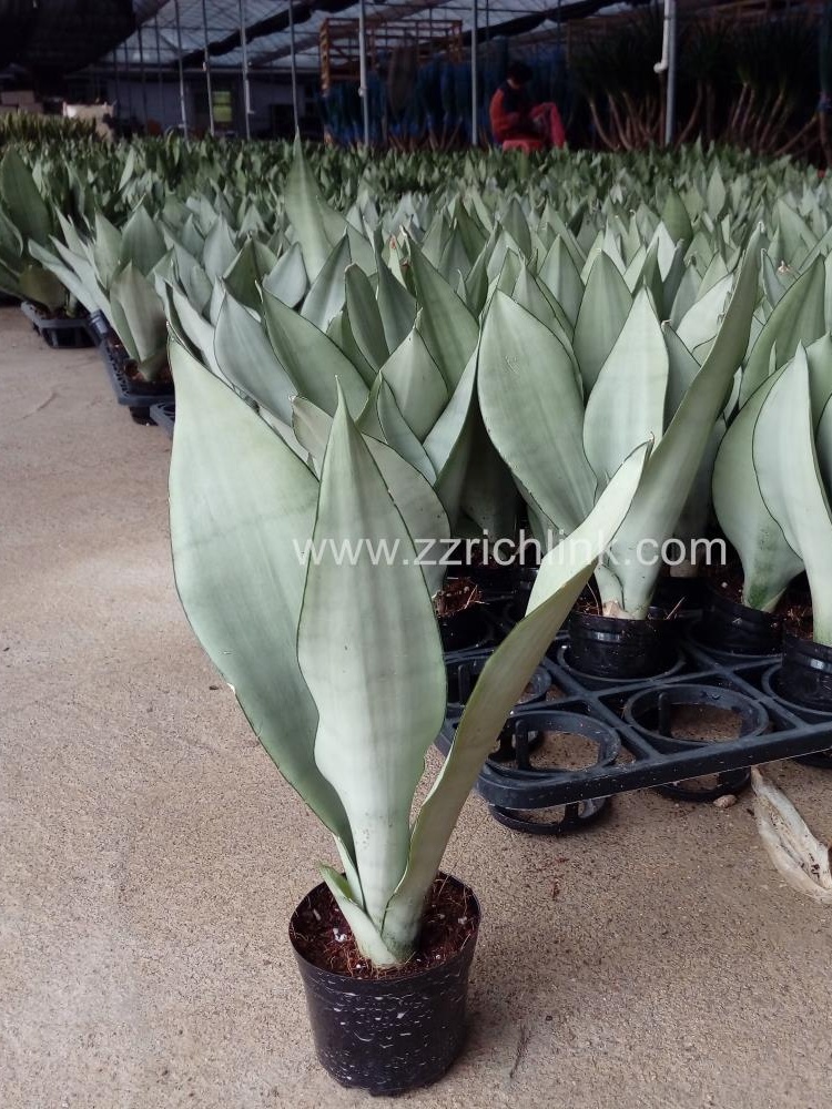 Sansevieria Trifasciata Prain (1pp)