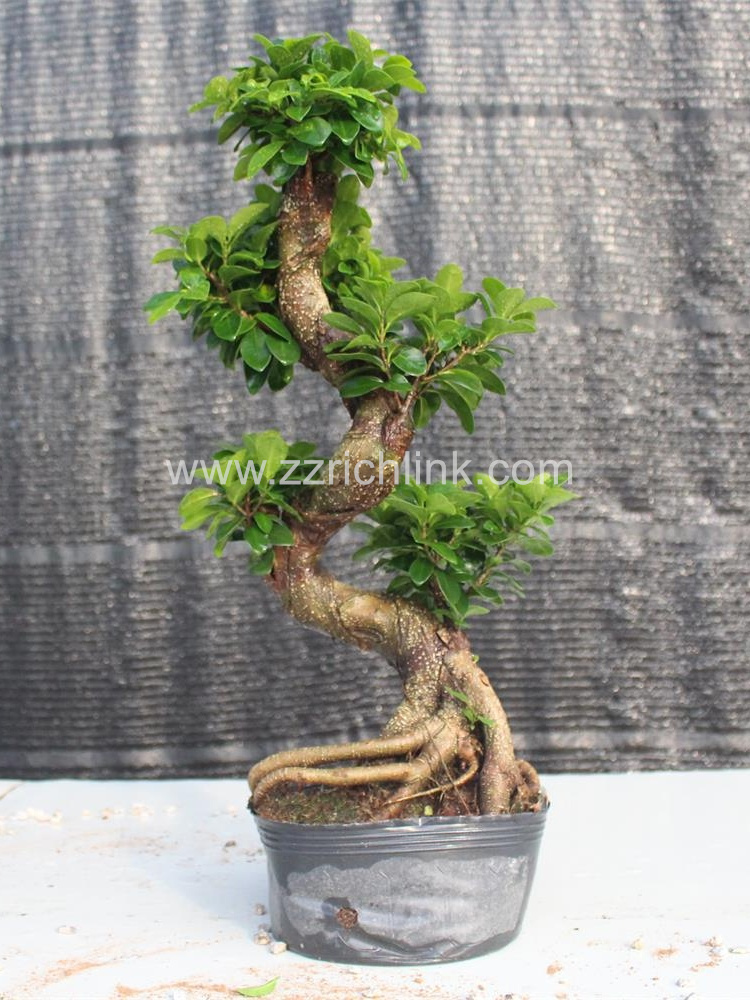 Ficus S Shape H50-60cm