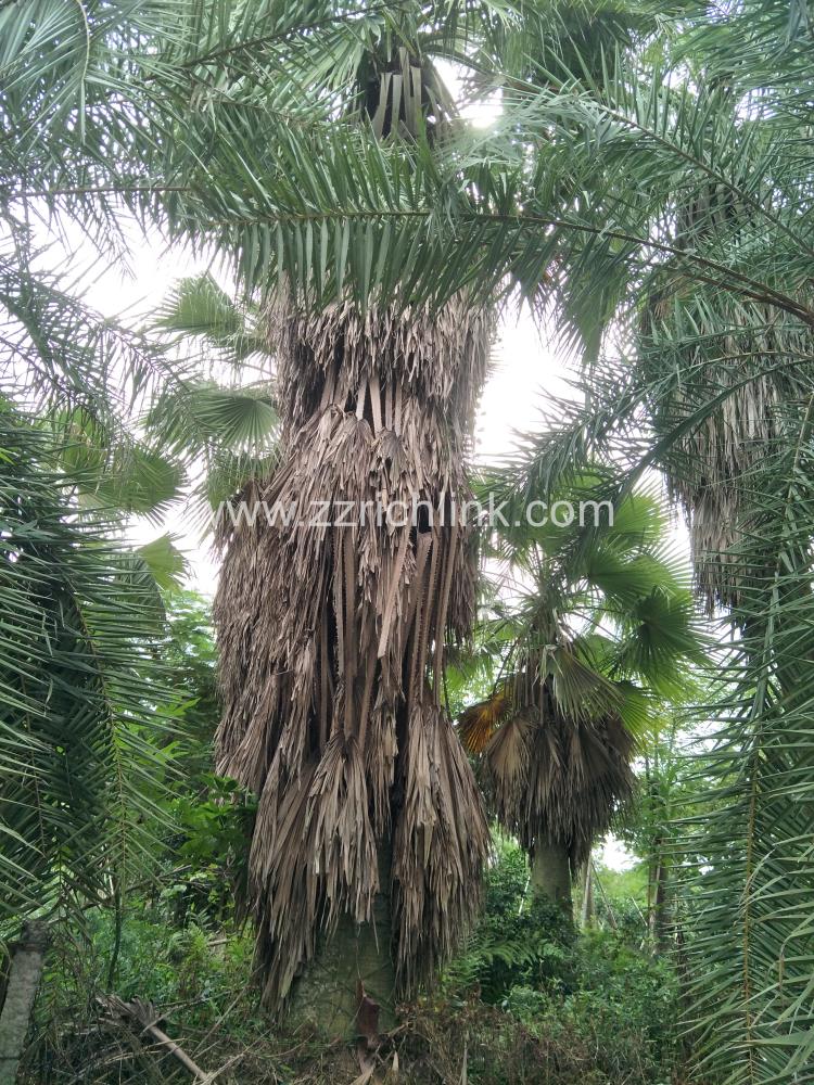 Washingtonia Filifera