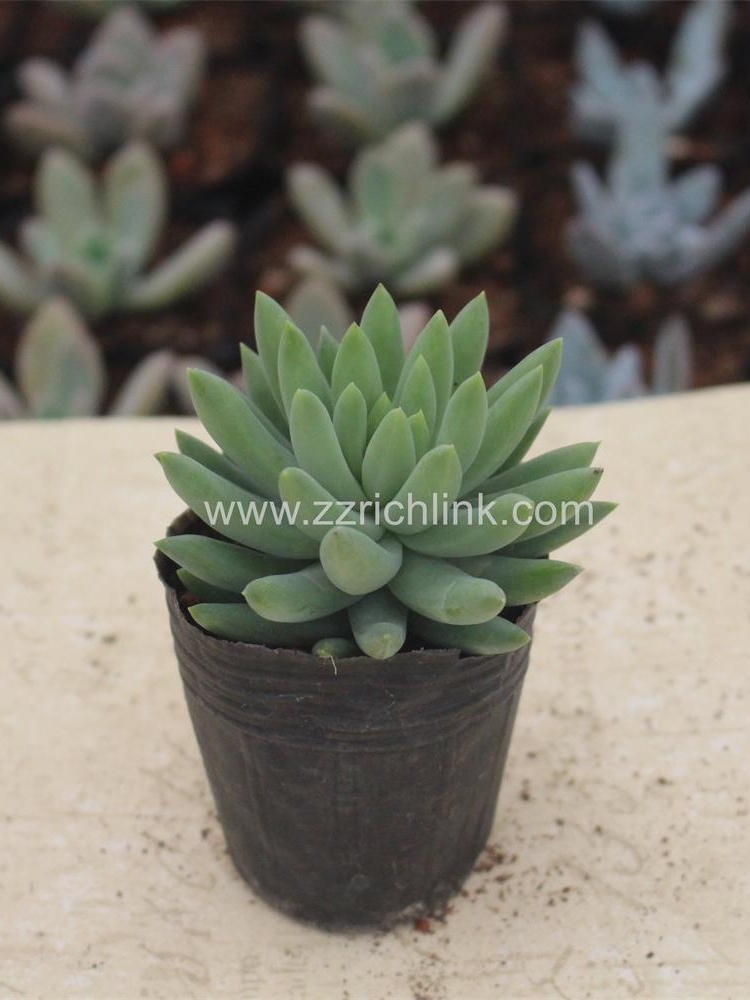 Succulent Plants