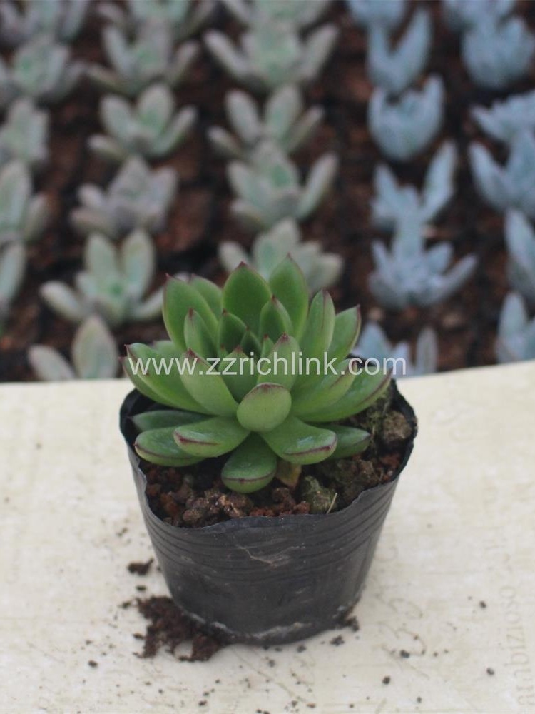 Succulent Plants
