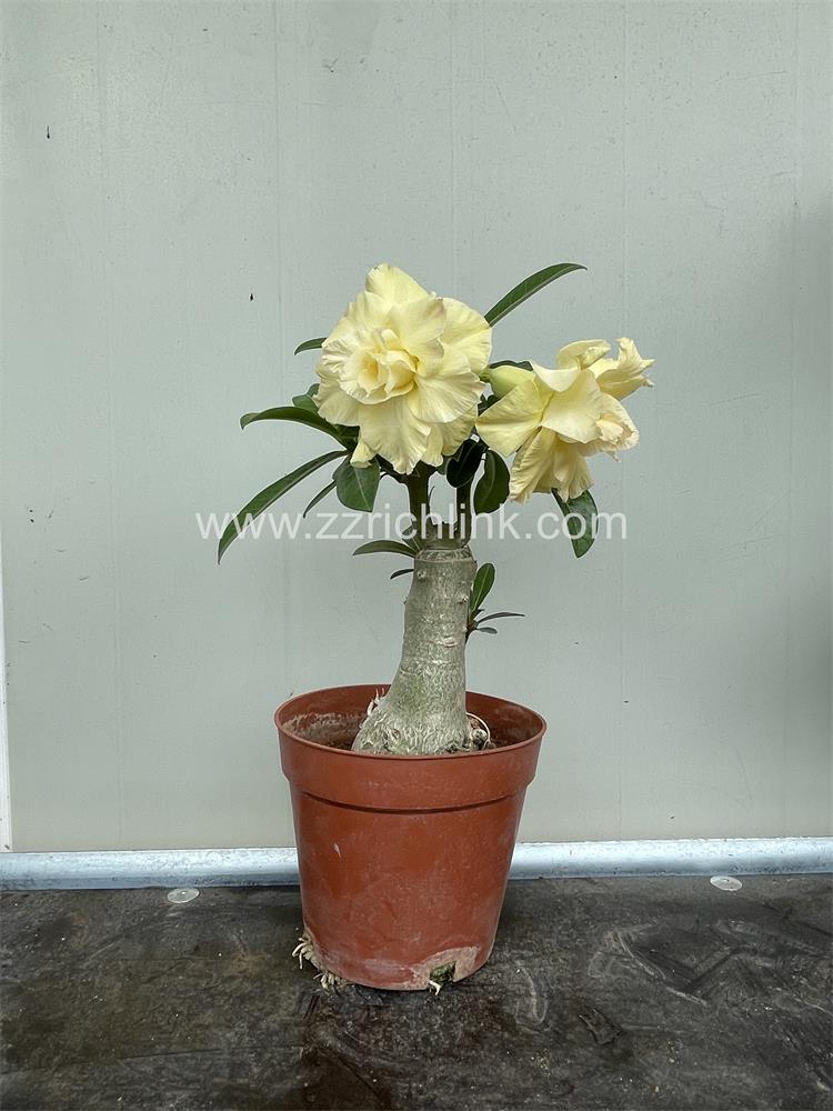 Adenium Obesum