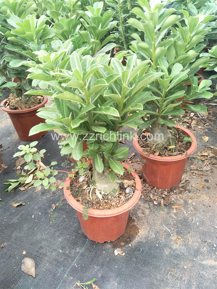 Adenium Obesum