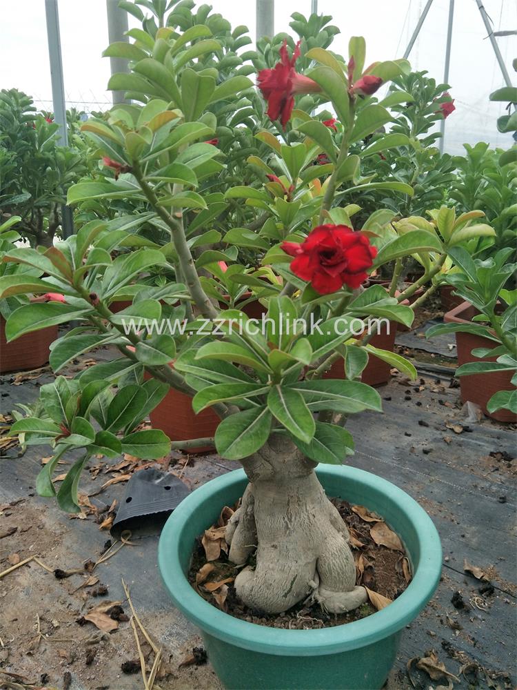 Adenium Obesum