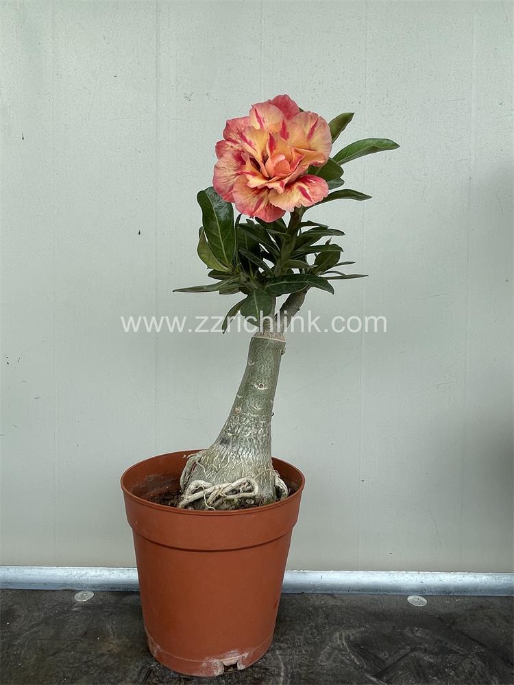 Adenium Obesum