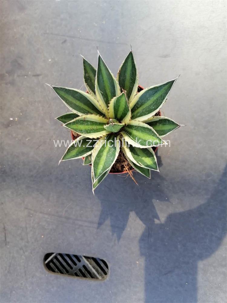Agave Lophantha Var.Pectinata 006