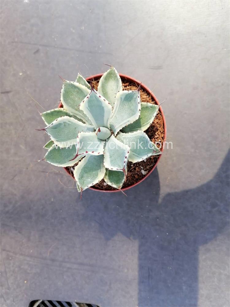 Agave Potatorum Kishoukan 007