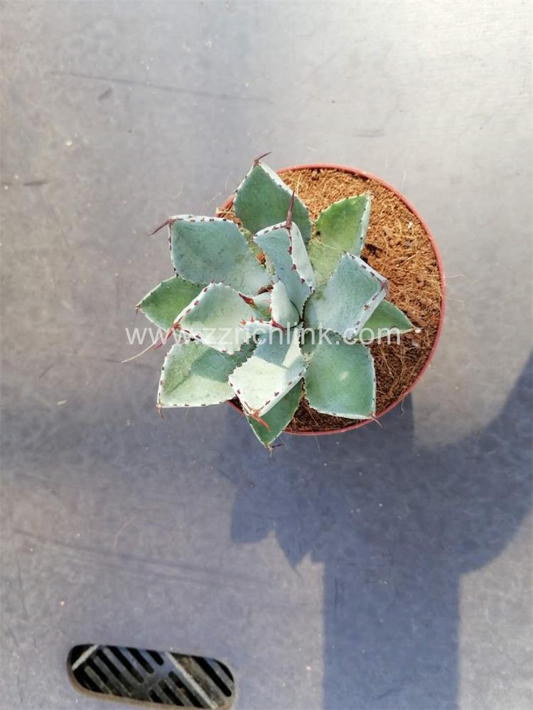Agave Potatorum Kishoukan 008