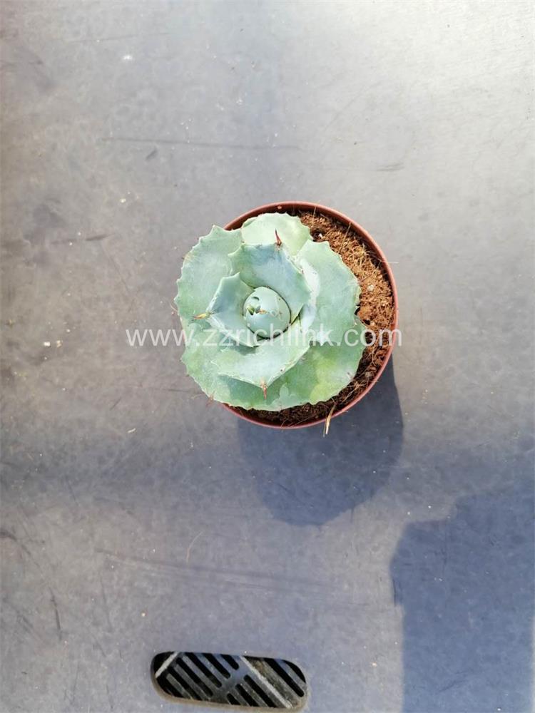 Agave Potatorum Ver Schaffeltii Compacta 004