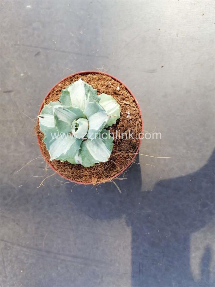 Agave Potatorum Ver Schaffeltii Compacta 005