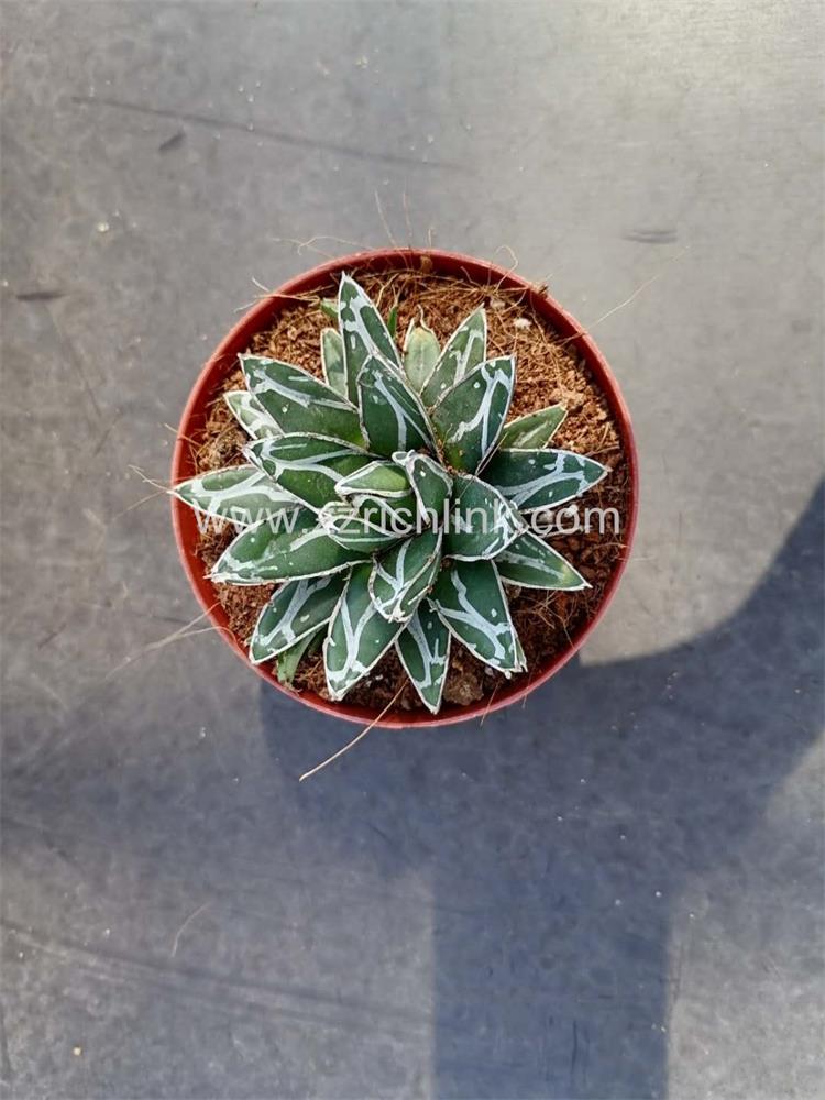 Agave Victoriae-Reginae 001