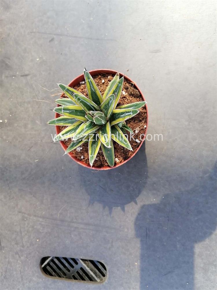 Agave Victoriae-Reginae 002
