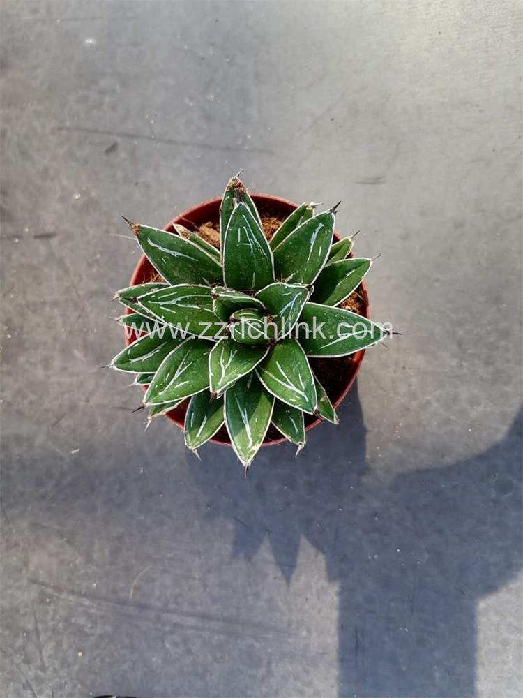 Agave Victoriae-Reginae 003