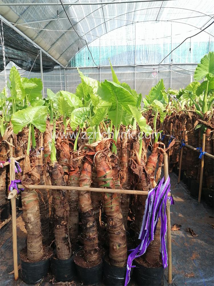 Alocasia Macrorrhiza