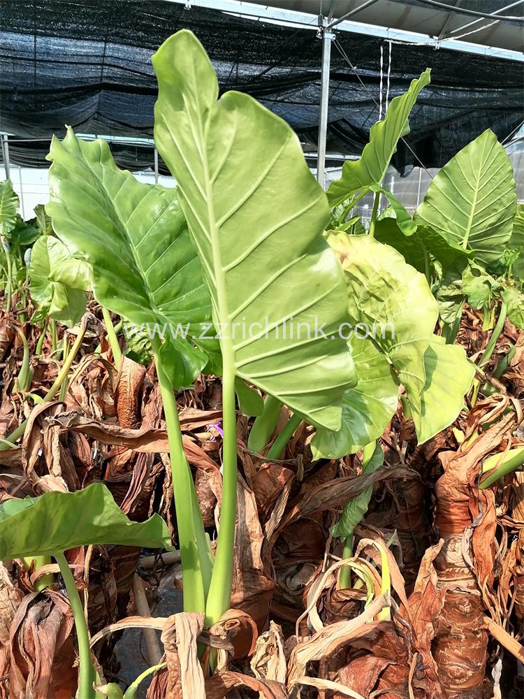 Alocasia Macrorrhiza