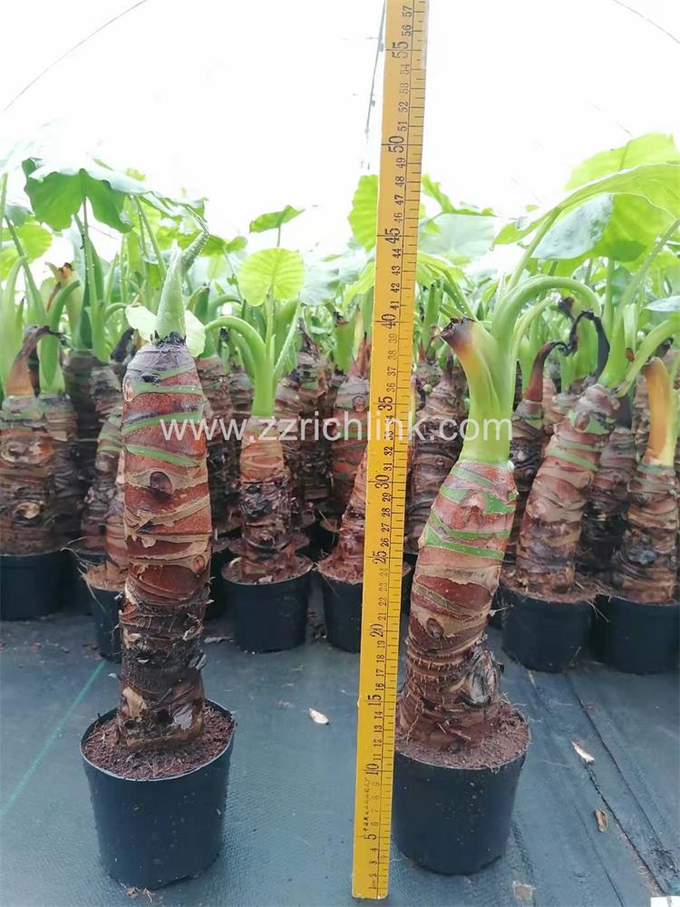 Alocasia Macrorrhiza