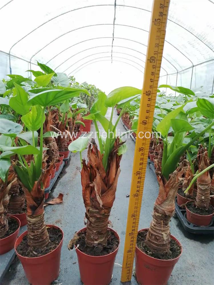 Alocasia Macrorrhiza Multi-Heads