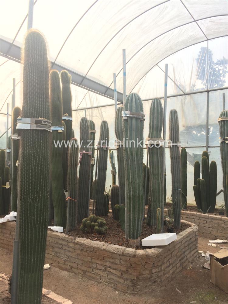 Big Cactus