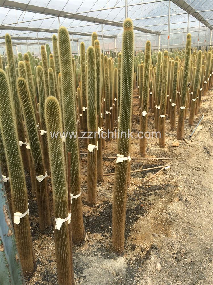 Big Cactus