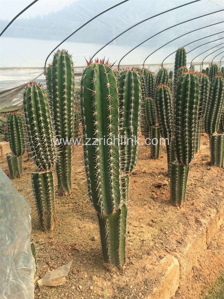 Big Cactus