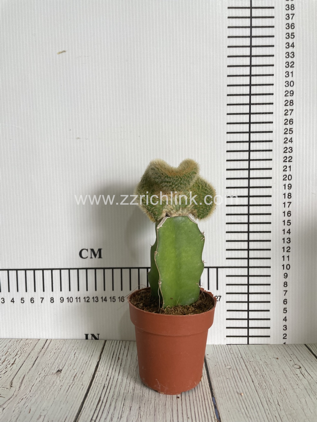 Cleistocactus Winteri f.Cristatus