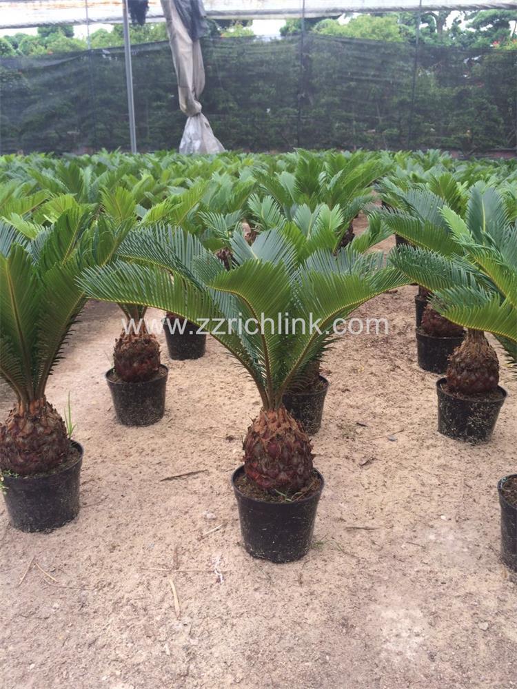Cycas Revolute