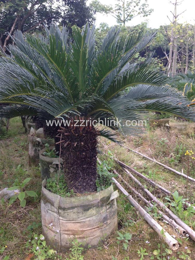 Cycas Revolute