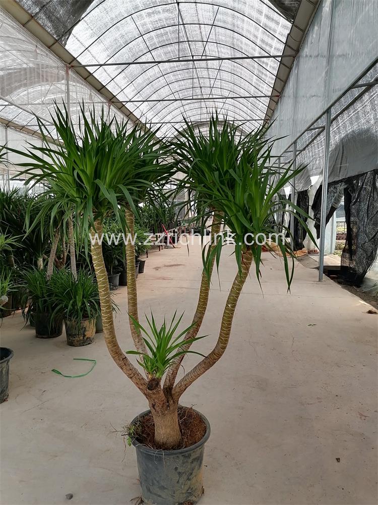 Dracena drago