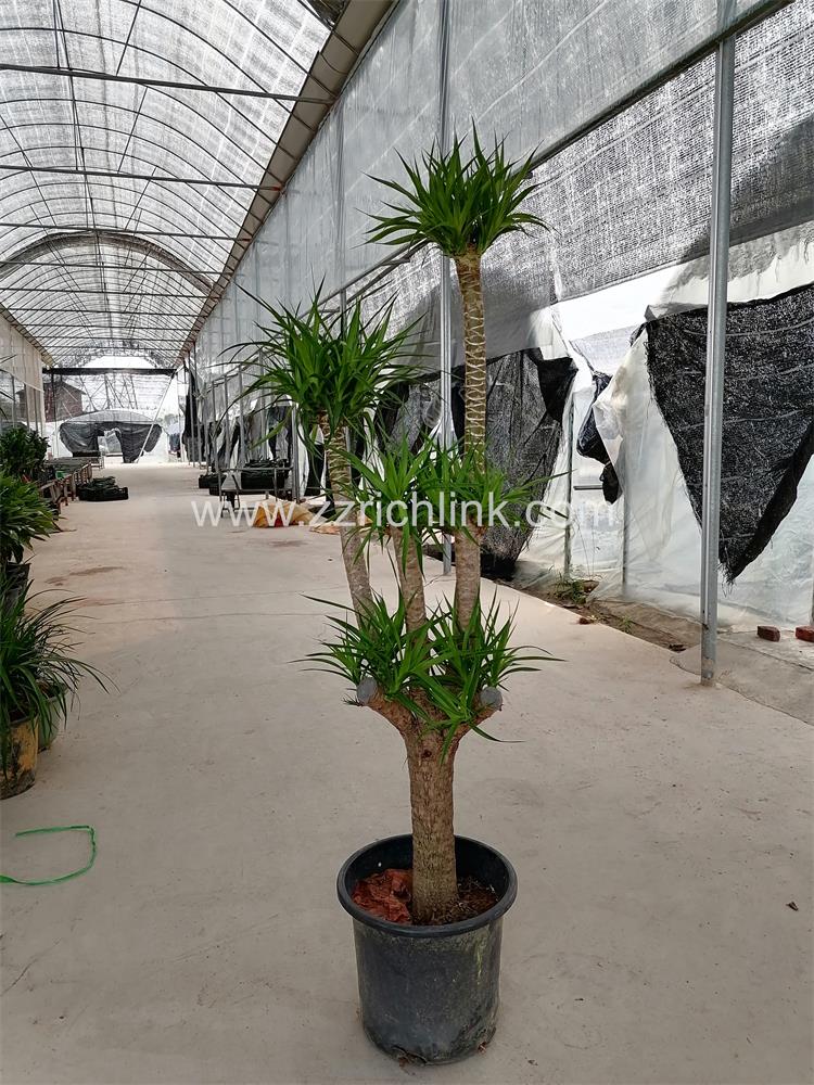 Dracena drago
