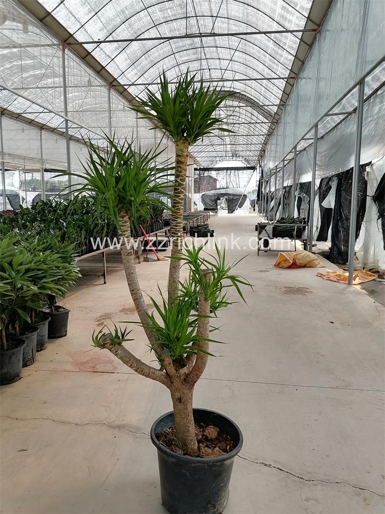Dracena drago