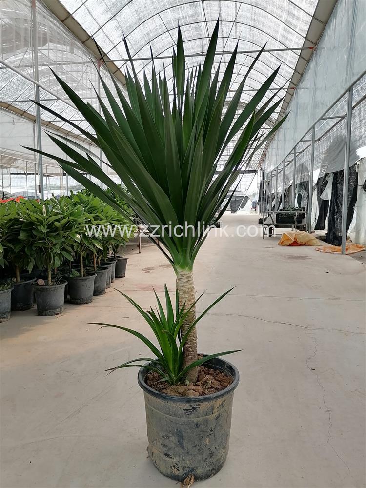 Dracena drago