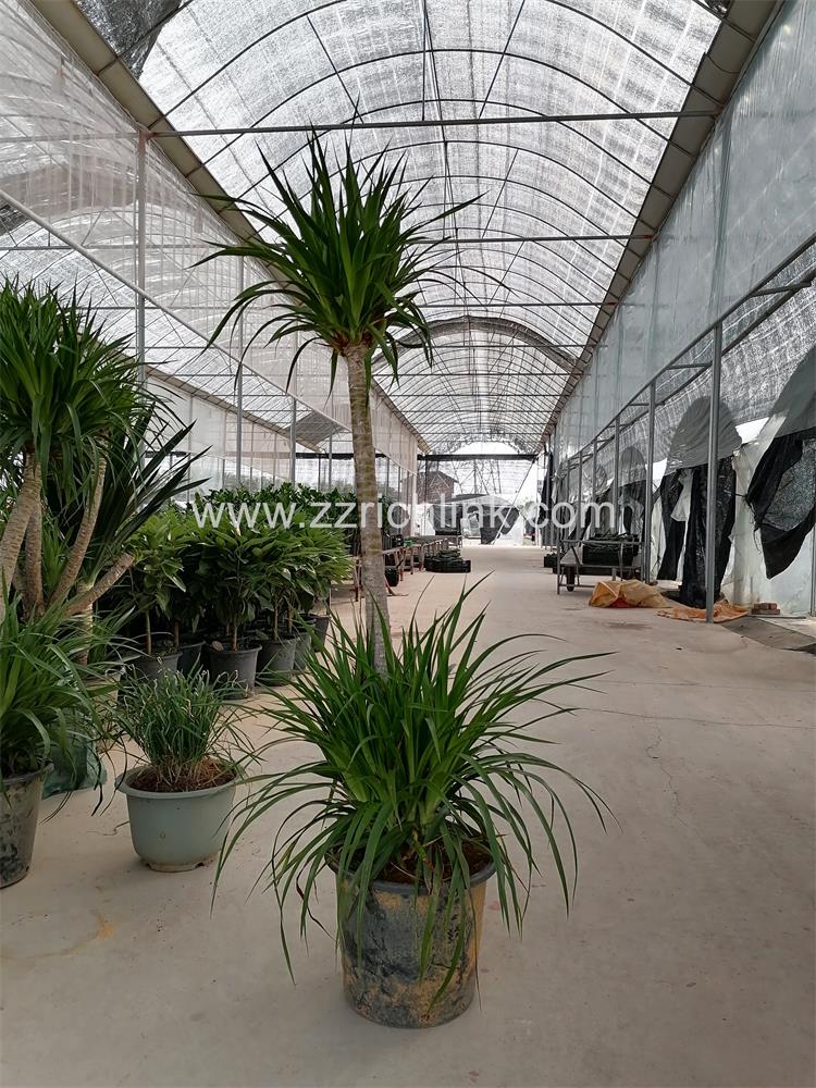 Dracena drago