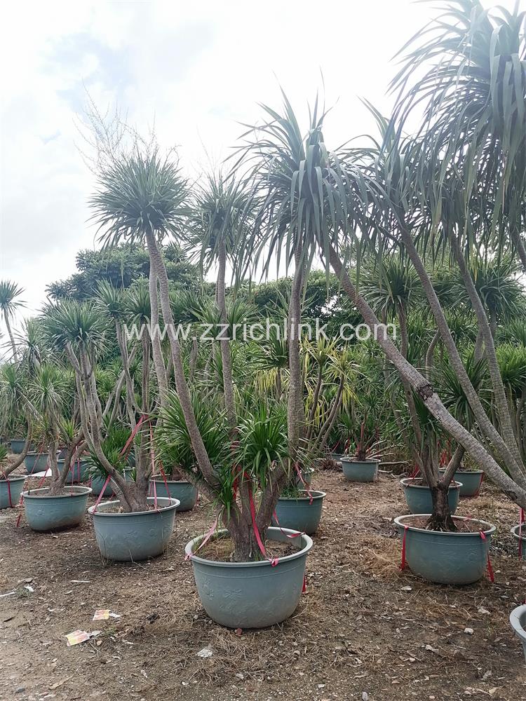 Dracena Drago Old Seedings